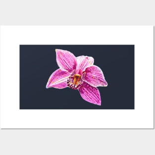 Cymbidium Orchid Pink Flower 1 Posters and Art